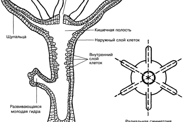 Как восстановить кракен