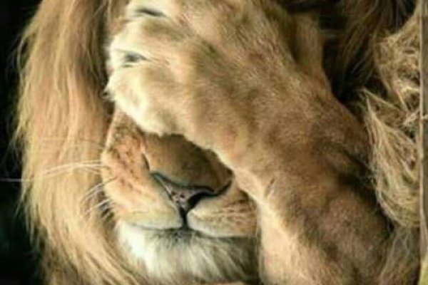 Kraken com зеркало