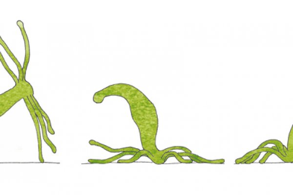 Кракен клирнет